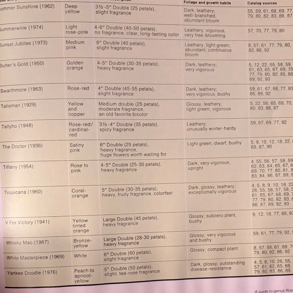 All About Roses - Pink - Picture 4 of 6